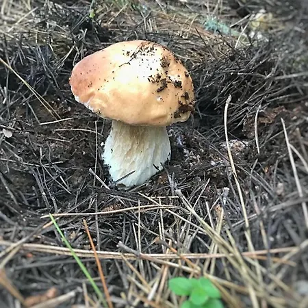 Perla Della Sila Bed & Breakfast 3*