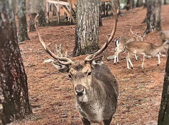 فندق مبيت وإفطار Perla Della Sila