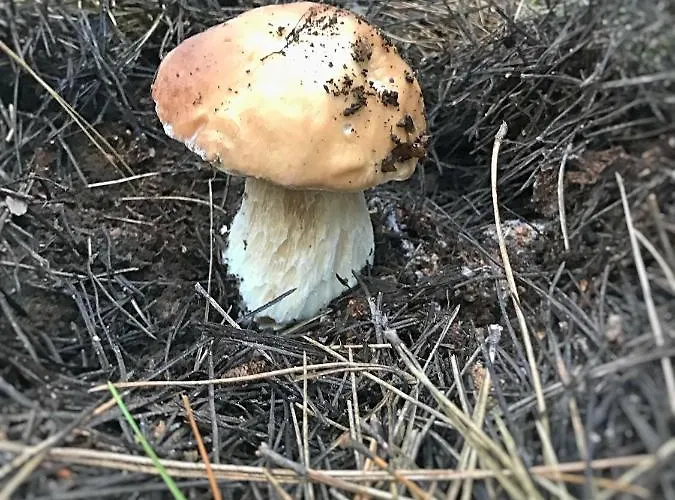 Perla Della Sila Bed & Breakfast 3*